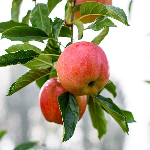 Apples - Smitten 1kg, 1 Each