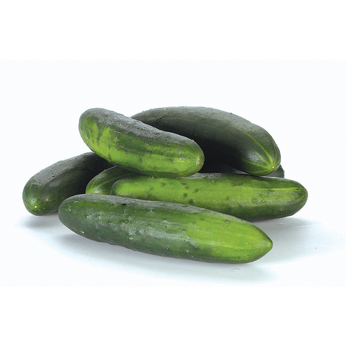 Cucumbers - Field