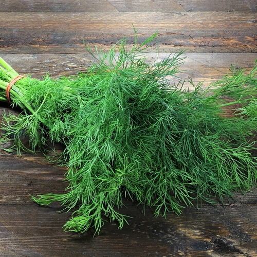 Dill - Baby