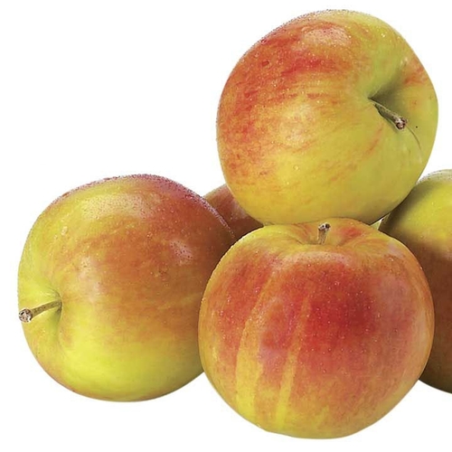 Apples - Organic Sunrise