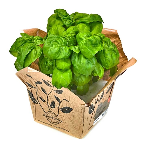 Basil - Live Herbs, 1 Each