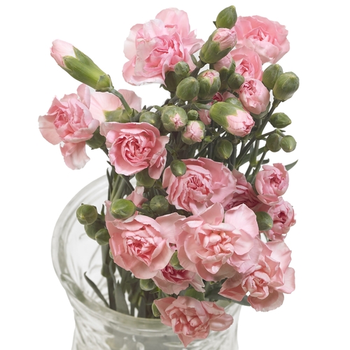 Mini Carnations - 8 Stem, 1 Each