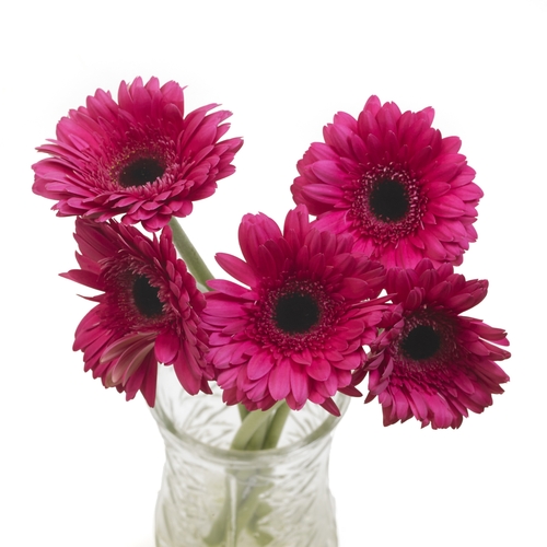 Gerbera - Assorted, 1 Each