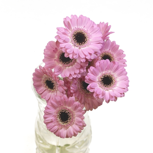 Germini - Assorted, 1 Each